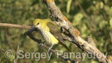 Video of Golden oriole - Golden oriole on the top of the tree near to its nest